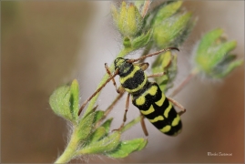 <p>Plagionatus floralis - jižní Morava</p>